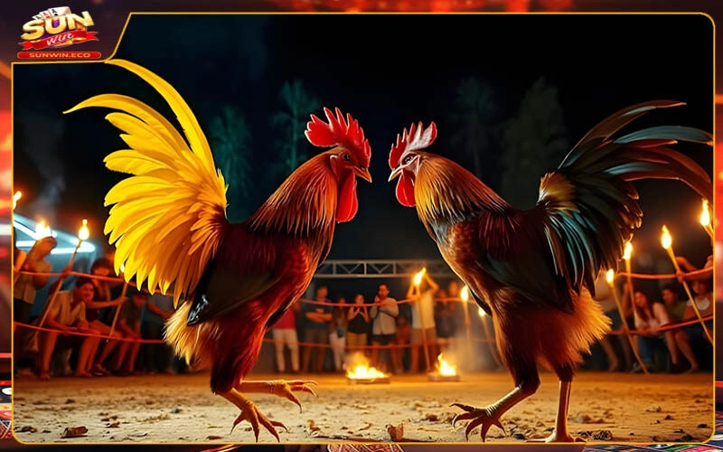 Điểm qua những hình thức cược Đá gà Sunwin