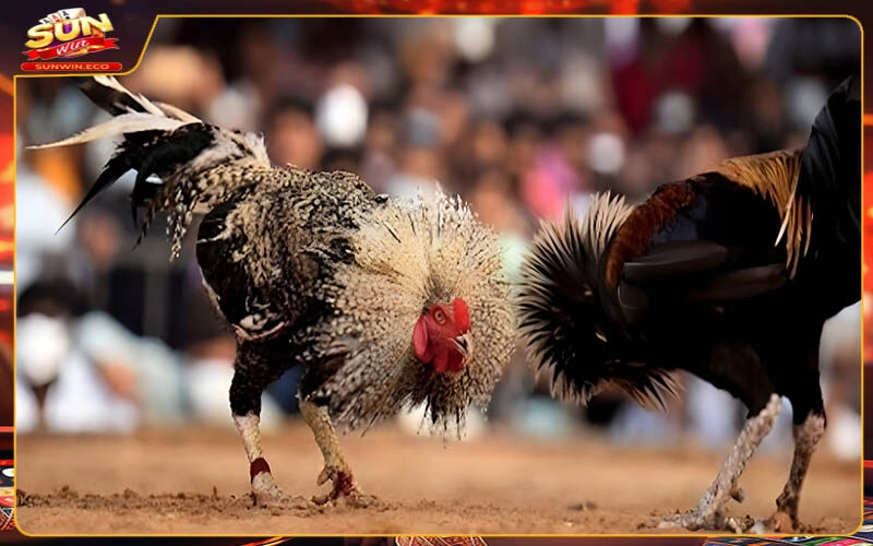 Mẹo chơi Đá gà Sunwin bất bại như cao thủ